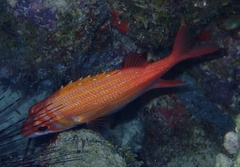Neoniphon marianus