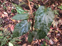 Parsonsia fulva