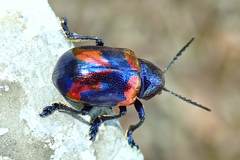 Platycorynus undatus