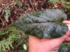 Parsonsia fulva