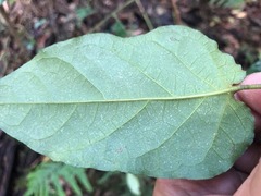 Parsonsia fulva