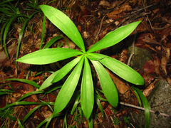 Lilium tsingtauense