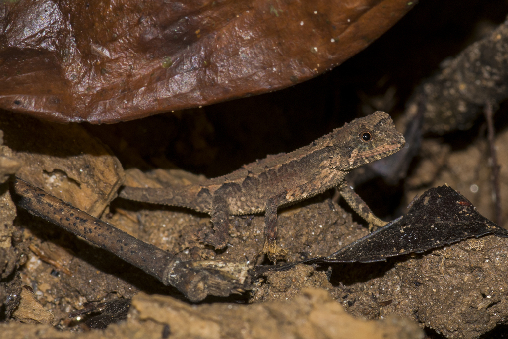 Smooth-Scaled Mountain Lizard