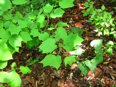 Alangium platanifolium