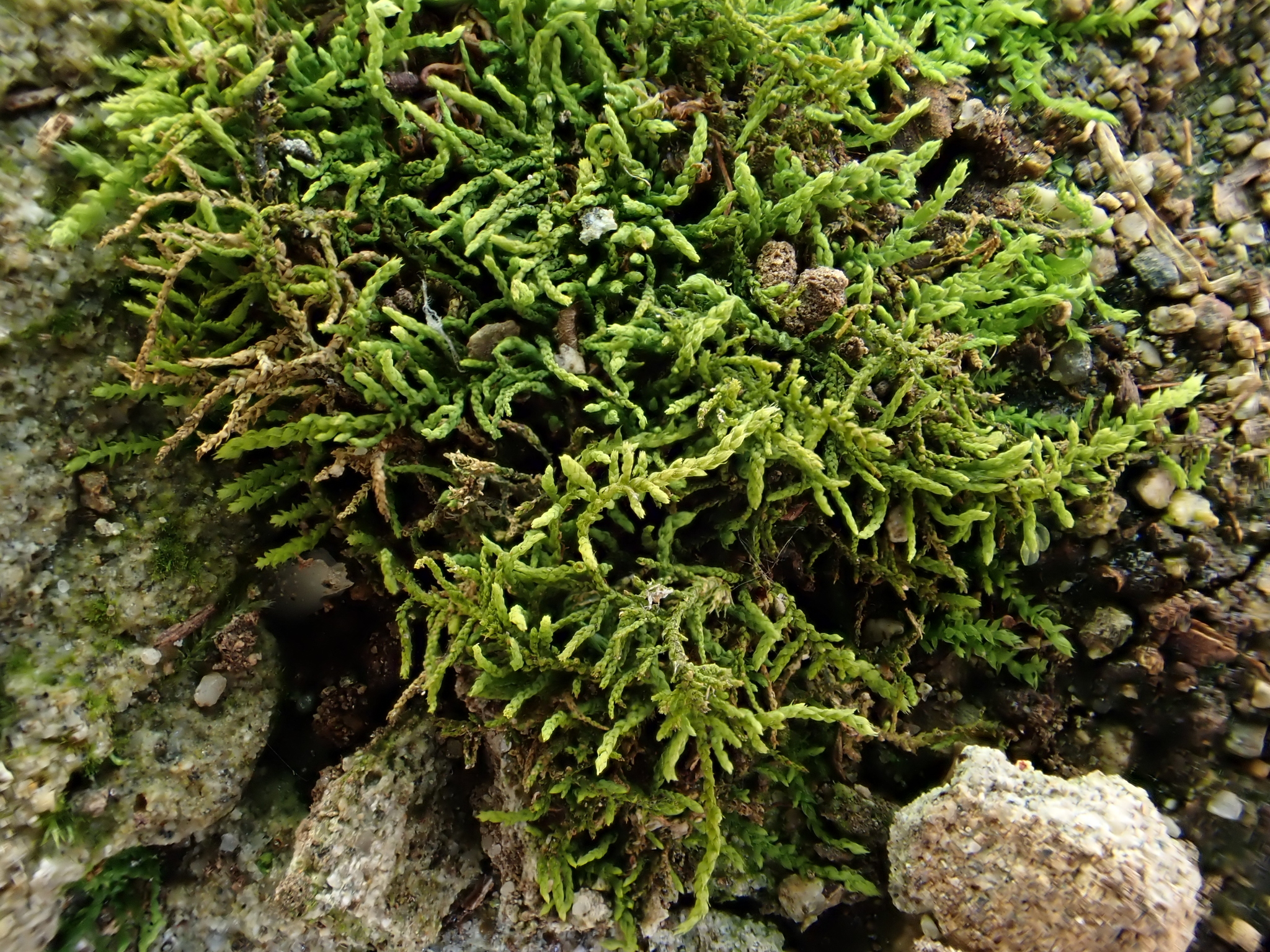 Haplocladium virginianum