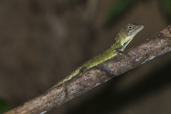 Ptyctolaemus gularis