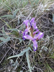 Iris glaucescens