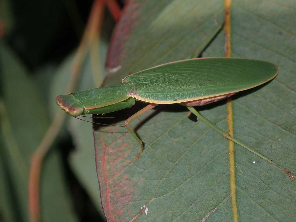 Australian Garden Mantis