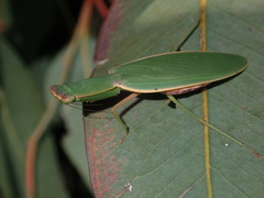 Australian Garden Mantis