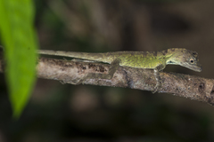 Ptyctolaemus gularis