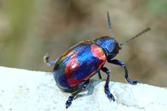 Platycorynus undatus