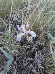 Iris glaucescens