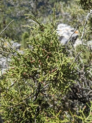 Juniperus phoenicea