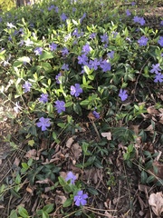 Vinca minor