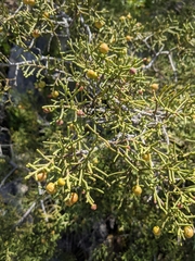 Juniperus phoenicea