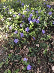 Vinca minor