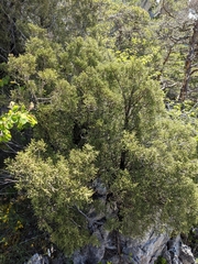 Juniperus phoenicea