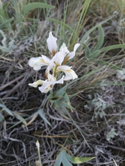 Iris glaucescens