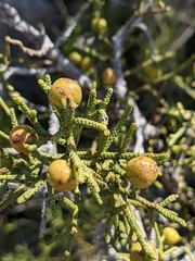 Juniperus phoenicea