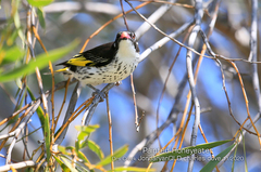Grantiella picta