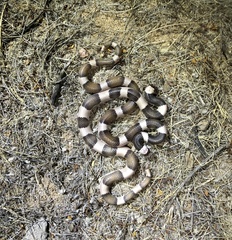 Phyllorhynchus browni