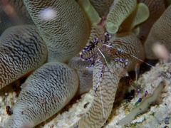 Periclimenes yucatanicus