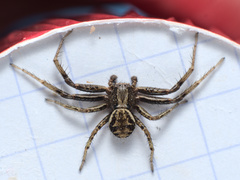 Xysticus kochi