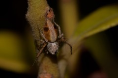 Oxyopes amoenus