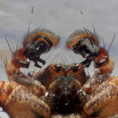 Xysticus kochi
