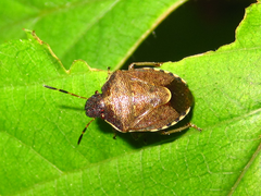 Rubiconia intermedia