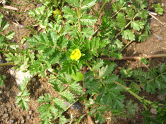 Potentilla supina