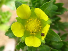 Potentilla supina