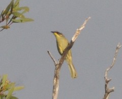 Lichenostomus cratitius