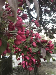 Malus
