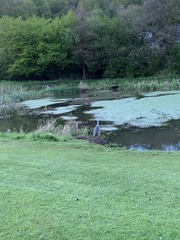 Ardea cinerea cinerea