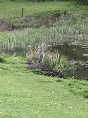 Ardea cinerea cinerea