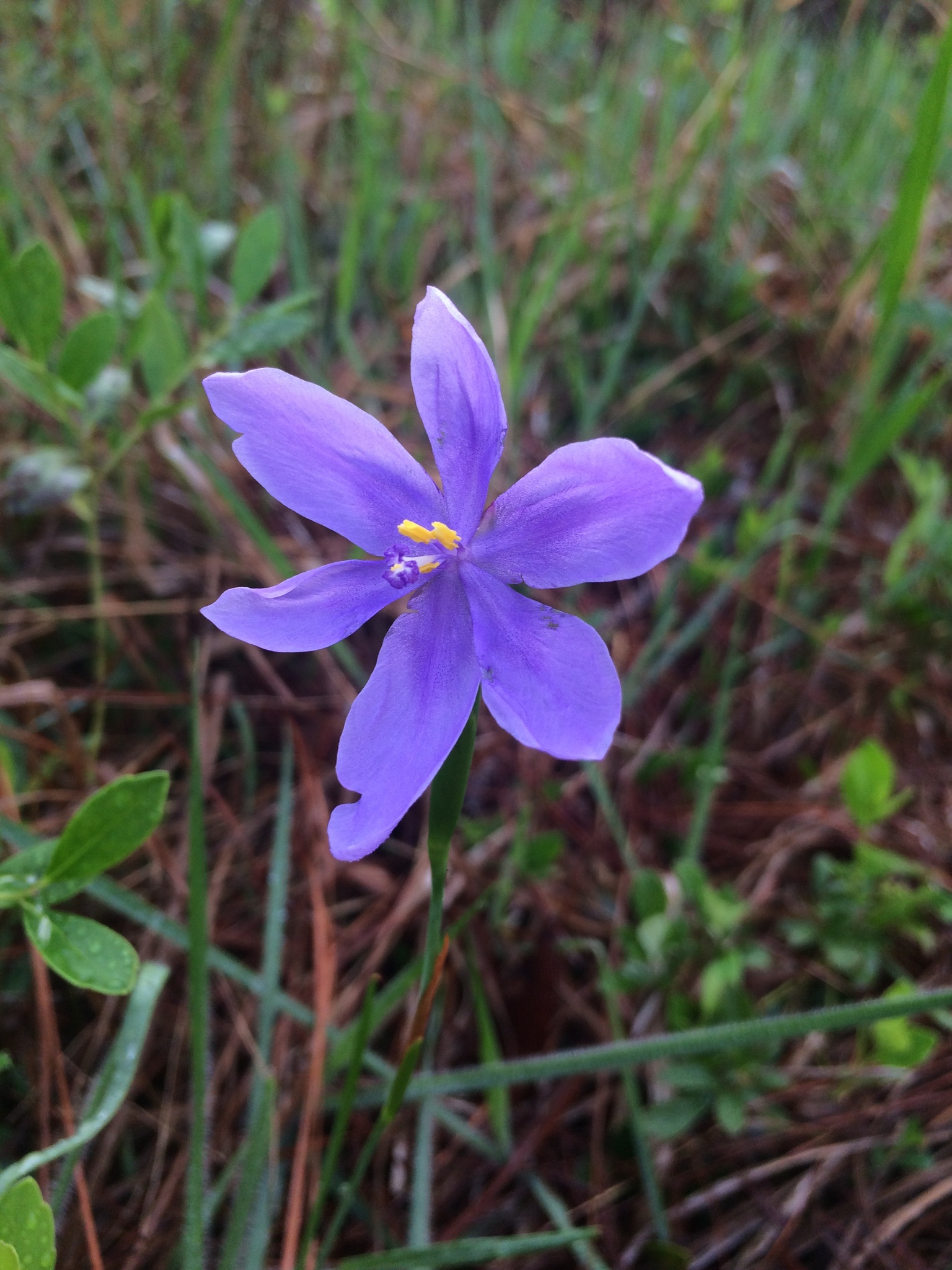 Calydorea