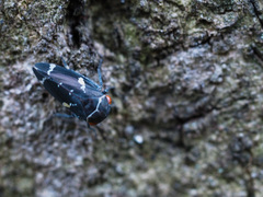 Eurymeloides bicincta