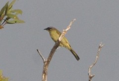 Lichenostomus cratitius