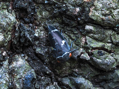 Eurymeloides bicincta