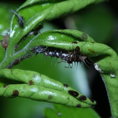 Pheidole megacephala