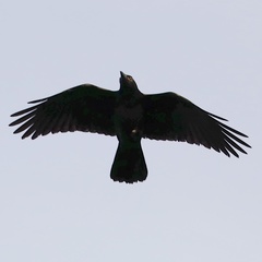 Corvus orru