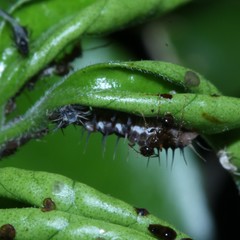 Pheidole megacephala