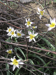Tulipa patens