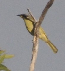 Lichenostomus cratitius