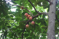 Blighia sapida