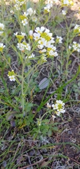 Arabidopsis suecica