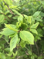 Euonymus