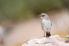 Muscisaxicola cinereus