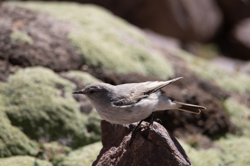 Cinereous Ground Tyrant (Muscisaxicola cinereus), photo 10